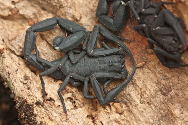 Виды Скорпионов Названия И Фото