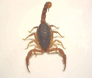 Виды скорпионов